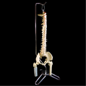 Image of SPINE DESK SIZE thCS-85X (9)